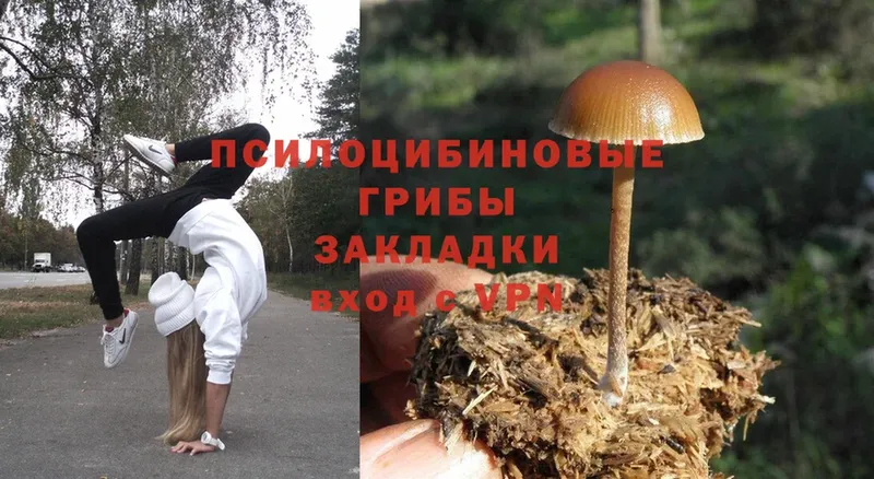 Псилоцибиновые грибы MAGIC MUSHROOMS  купить наркоту  Краснознаменск 